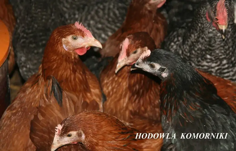 Ile kosztuje kurczak żywy? Ceny, które zaskoczą każdego hodowcę