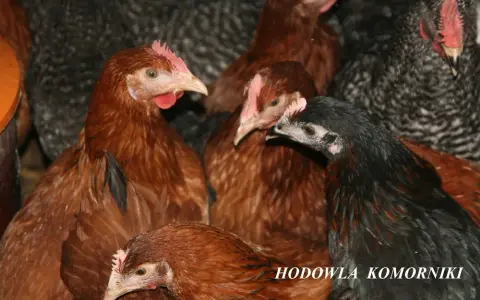 Ile kosztuje kurczak żywy? Ceny, które zaskoczą każdego hodowcę