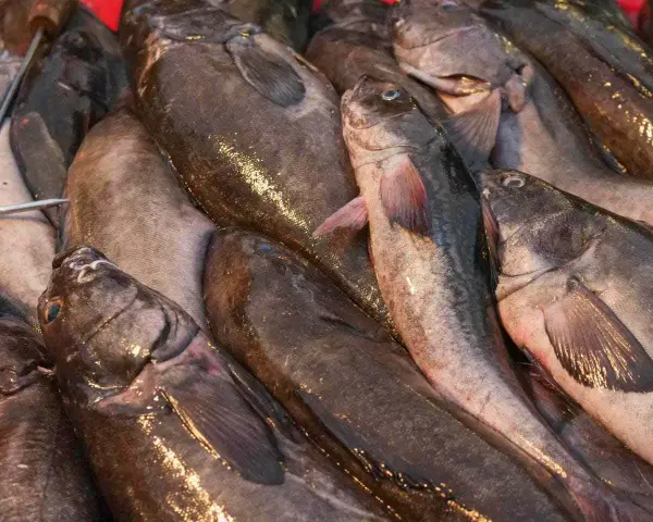 Świeży czarniak i dorsz leżą obok siebie, gotowe do przygotowania pysznego posiłku.
