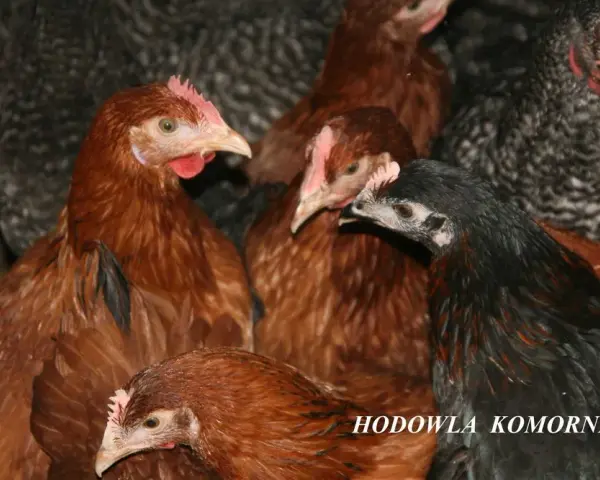 Ile kosztuje kurczak żywy? Ceny, które zaskoczą każdego hodowcę