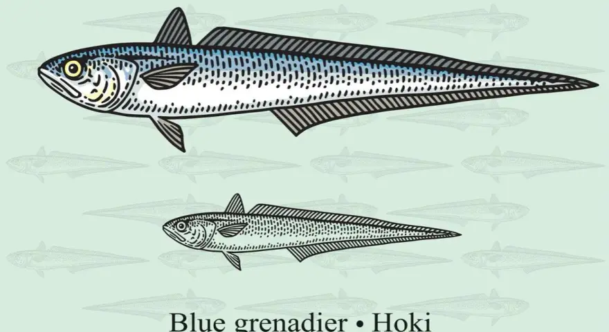 Dwa okazy ryby Hoki (Macruronus novaezelandiae). Czy miruna jest szkodliwa? Nie, jest jadalna i ceniona.