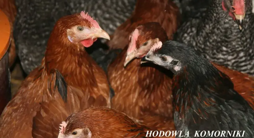 Ile kosztuje kurczak żywy? Ceny, które zaskoczą każdego hodowcę