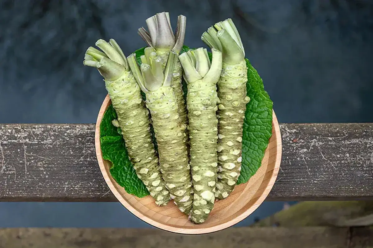 Kilka świeżych korzeni wasabi na drewnianej desce. Czy wasabi jest zdrowe? Tak, zawiera witaminy i minerały.