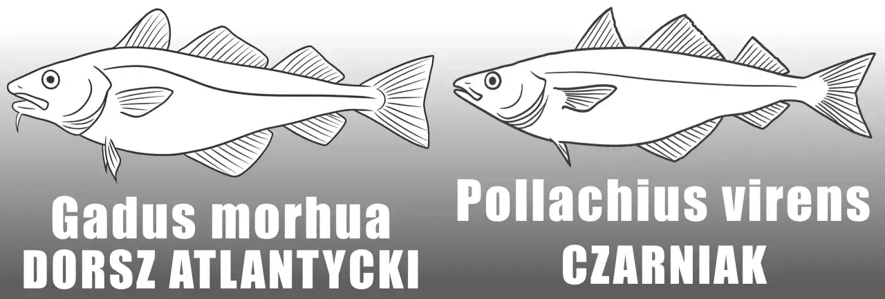 Dwa gatunki ryb: dorsz atlantycki (Gadus morhua) i czarniak (Pollachius virens), przedstawione w formie rysunków.