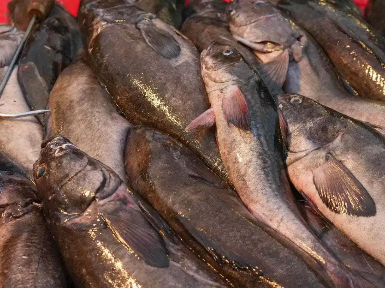 Świeży dorsz czarny, gotowy do przyrządzenia. Wygląda na zdrowego i pełnego smaku.